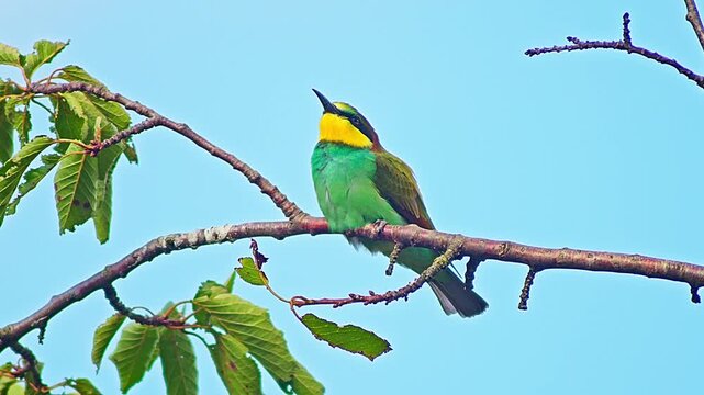 European Bee-eater Holding Insect on Tree Branch, Colorful Bird Preparing Food for Mate or Chicks Near Nest Colony, 4K