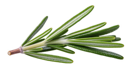 Fototapeta premium Isolated fresh green aromatic rosemary sprig culinary herb ingredient for healthy delicious cooking