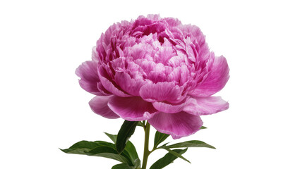 Isolated beautiful pink peony flower blooming with lush green leaves and stem
