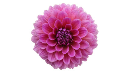 Isolated vibrant pink dahlia flower close-up, stunning single blossom studio shot detail © Lubos