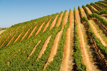 Naklejka premium Sunlit vineyard rows in South Africa