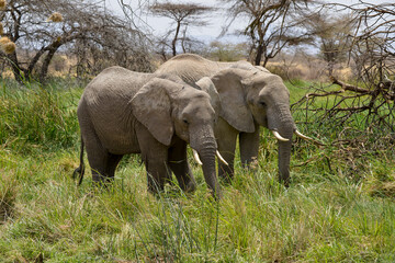 Obraz premium Eléphant d'Afrique*