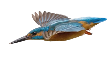 Fotobehang IJsvogel Isolated common kingfisher bird flying with spread wings, vibrant blue and orange plumage  © Gael