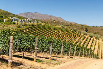 Naklejka premium Sunlit vineyard rows with mountain backdrop