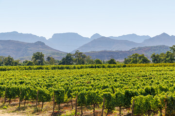 Naklejka premium Sunlit vineyard rows with mountain backdrop