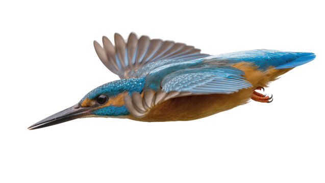 Isolated common kingfisher bird flying with spread wings, vibrant blue and orange plumage