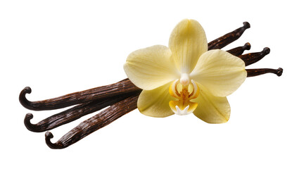 Isolated vanilla orchid flower and a selection of fragrant vanilla beans for baking and flavor. © Gael