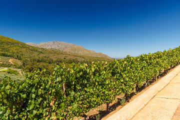 Naklejka premium Sunlit vineyard in South Africa