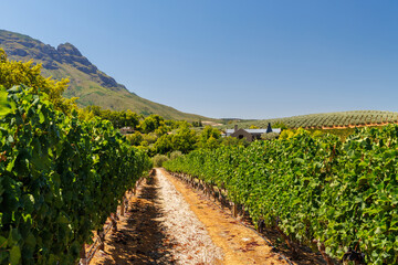 Naklejka premium Sunlit vineyard rows with mountain backdrop