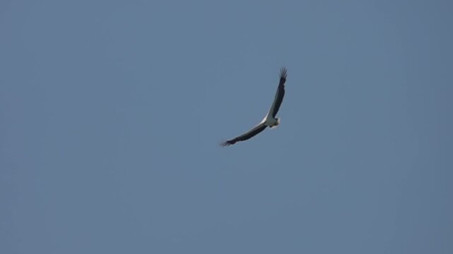 The white-bellied sea eagle (Haliaeetus leucogaster) hovers over the South China Sea. Slow motion