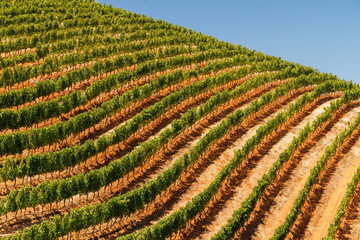 Naklejka premium Sunlit vineyard rows in South Africa