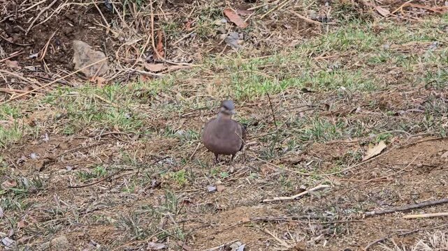 Oriental Turtle Dove foraging and walking on the ground in South Korea