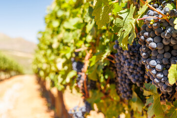 Naklejka premium Ripe grapes on vine in South African vineyard