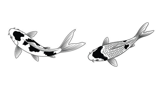 Four black koi fish swimming in a dynamic artistic arrangement