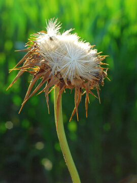 A dried milk thistle flower illustrating the life cycle of plants, which is comparable to that of humans.