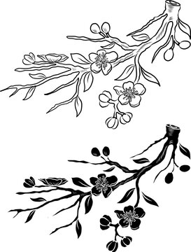 Free hand Sakura flower vector set, Beautiful line art Peach blossom isolate on white background.Cherry blossom illustration set.Element for weding card or printing on backdrop.