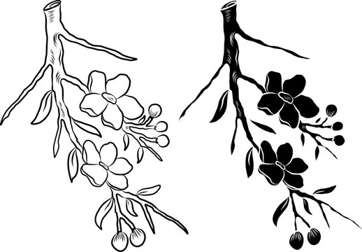 Free hand Sakura flower vector set, Beautiful line art Peach blossom isolate on white background.Cherry blossom illustration set.Element for weding card or printing on backdrop.