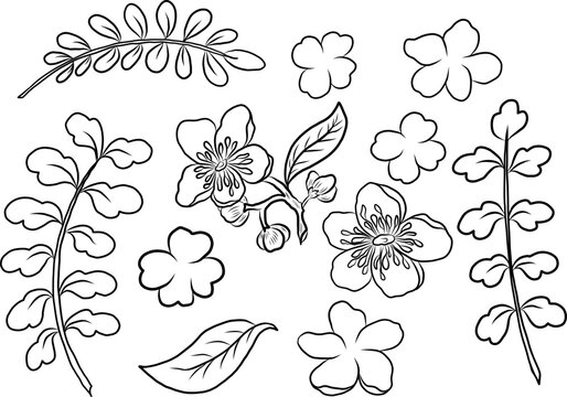 Free hand Sakura flower vector set, Beautiful line art Peach blossom isolate on white background.Cherry blossom illustration set.Element for weding card or printing on backdrop.