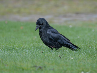 Obraz premium Birds in Spring - High Resolution PortraIt of a Raven standing on wet Grass