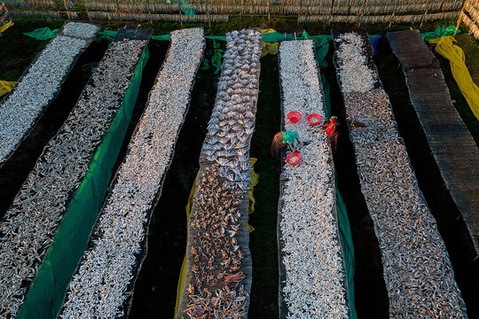 Aerial view of fish drying on long black nets, contrasting with the bright white of the fish and the green and yellow netting, Kolkata, West Bengal, India.
