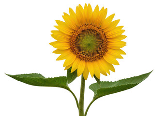 Obraz premium A vibrant sunflower with detailed petals and a green stem on transparent background