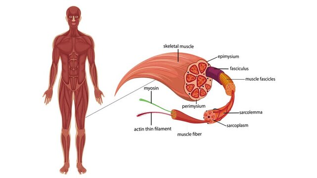 Human anatomy skeletal muscle structure and microscopic view on white background