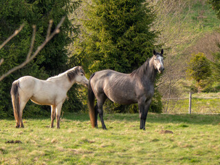 Obraz premium two horses on a meadow