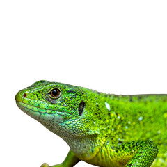 Obraz premium A bright green chameleon, an exotic wild animal and tropical pet, is isolated against a white background.