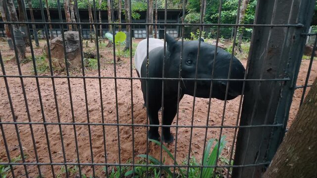Man feeding Malayan tapir through fence in wildlife park