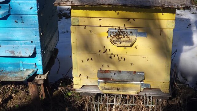 Honey bees flying around hive entrance in mountain apiary near Slavsko Lviv region Ukraine during sunny day beekeeping footage showing active bee colony and natural pollination.