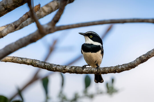 Male Chinspot Batis perched on branch against blue sky in woodland, Kruger National Park, South Africa