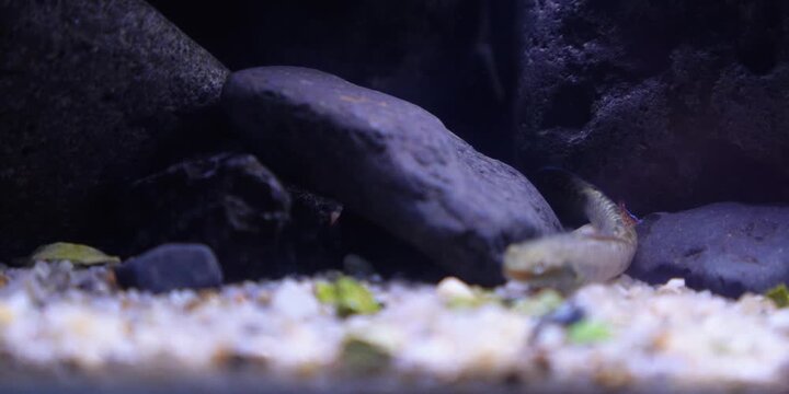 Aquascaping shallow aquarium