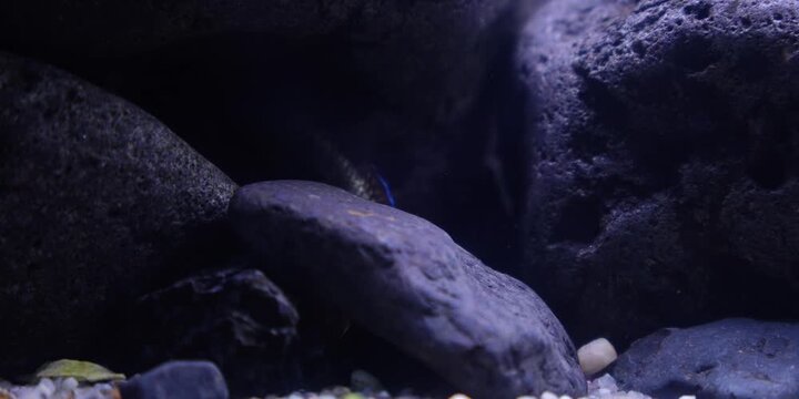 Aquascaping shallow aquarium