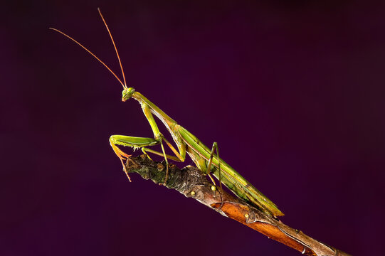 European Praying Mantis (Mantis religiosa)