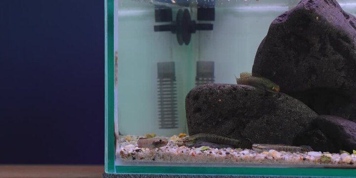 Aquascaping shallow aquarium