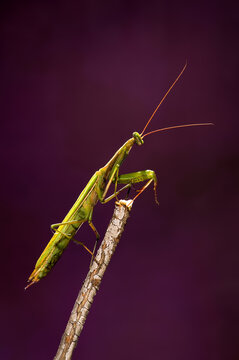 European Praying Mantis (Mantis religiosa)