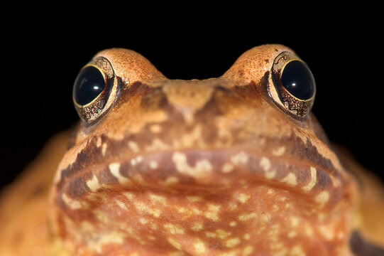 Agile Frog (Rana dalmatina)