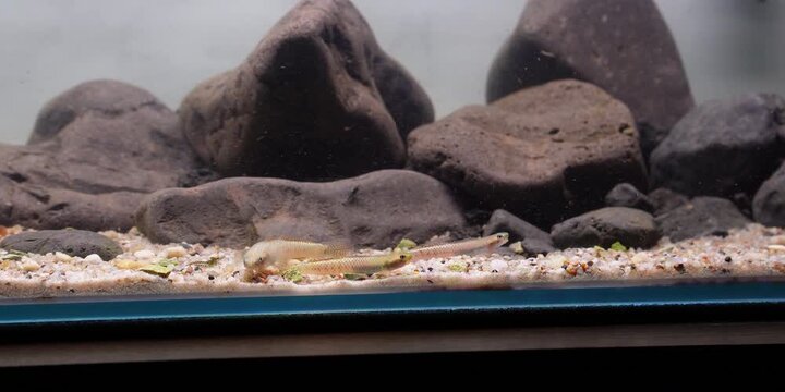 Aquascaping shallow aquarium