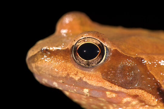 Agile Frog (Rana dalmatina)