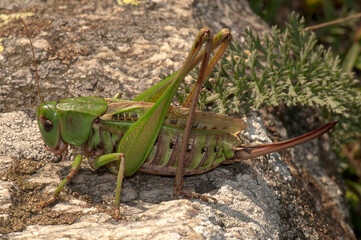 Wart-biter (Decticus verrucivorus)