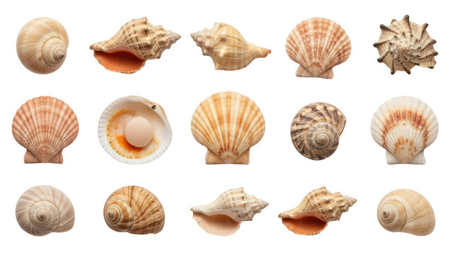 Collection of various seashells isolated on transparent background