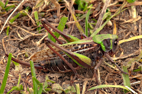 Wart-biter (Decticus verrucivorus)