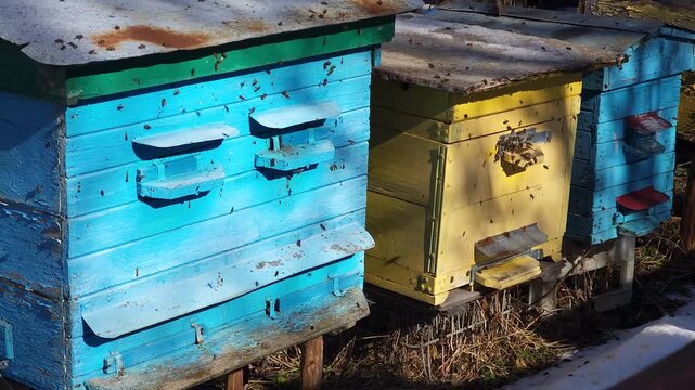 Honey bees flying around hive entrance in mountain apiary near Slavsko Lviv region Ukraine during sunny day beekeeping footage showing active bee colony and natural pollination.