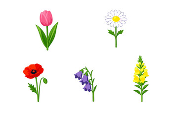 Naklejka premium A set of five colorful botanical illustrations featuring a pink