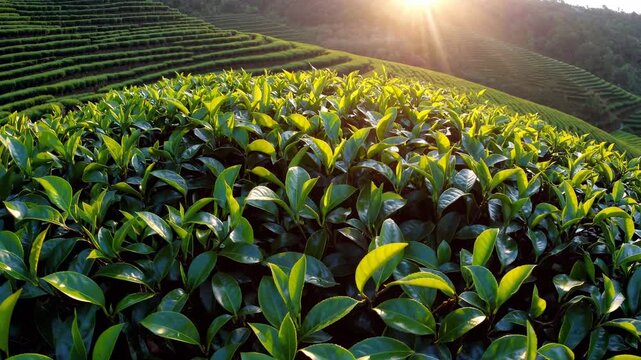 Sunrise over tea plantation terrace hills. Lush leaf rows form layered landscape. Sustainability in agriculture and farming highlighted. Green nature tones glow under sunlight. Good for travel use.