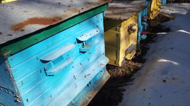 Honey bees flying around hive entrance in mountain apiary near Slavsko Lviv region Ukraine during sunny day beekeeping footage showing active bee colony and natural pollination.
