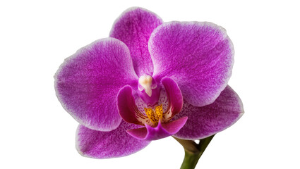 Obraz premium Isolated vibrant purple orchid flower, elegant delicate bloom with intricate petals and lush green stem