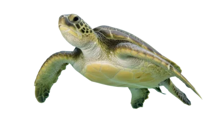 Fototapete Schildkröte Isolated majestic green sea turtle swimming gracefully through water, natural marine life  © Ivan