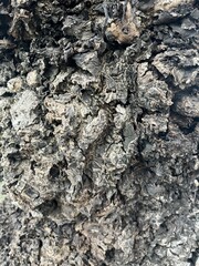 Fototapeta premium Close-Up Tree Bark Texture on Weathered Trunk With Rough Natural Surface Detail