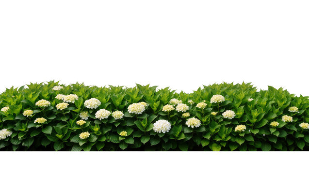 Isolated lush green flowering hedge with beautiful creamy white and light yellow hydrangea blooms
